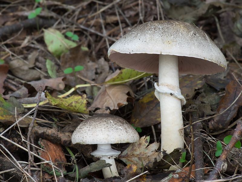 Agaricus moelleri